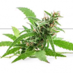 CBD rich hemp flower